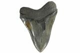 Huge, Fossil Megalodon Tooth - Polished Blade #171477-1